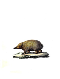 Mammals