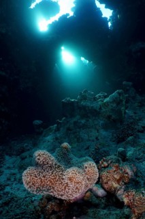 Mushroom leather coral