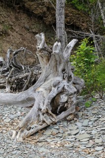 Driftwood on the beach