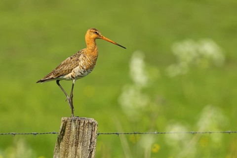 Black-tailed Godwit