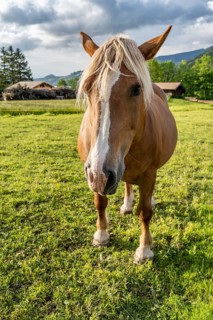 Haflinger horse