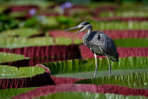 Grey heron