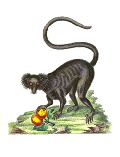 Mammals