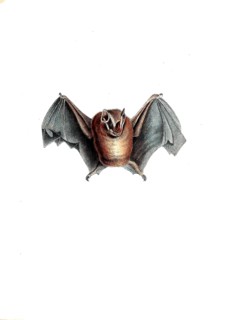 Mammals