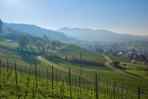 Vineyards