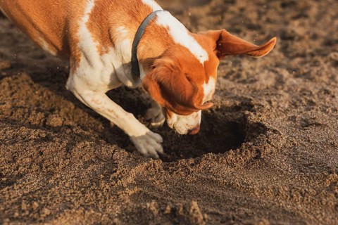 High angle dog seaside