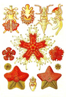 Asteridea