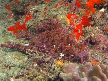 Red popeyed scorpionfish