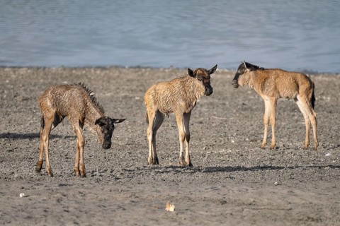 Wildebeest