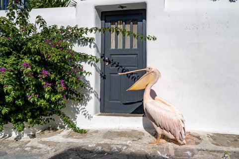 Pelican Petros