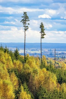 Tall pine trees in a beautiful landscape view with autumn colors