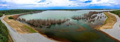 Trees in Lake Sedlitz