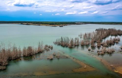 Trees in Lake Sedlitz