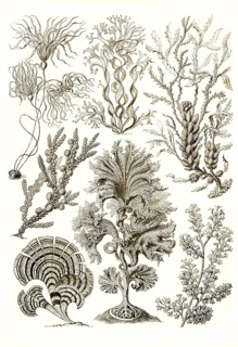 Fucoideae