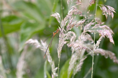Emerald damselfly