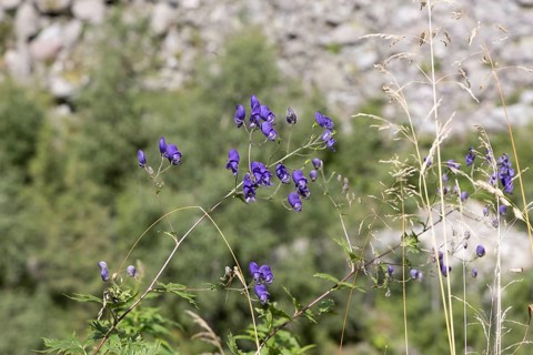 Garden monkshood