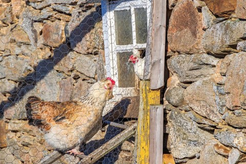 Hens on a ladder at a country chicken farm