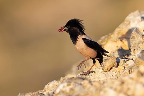 Roseate starling