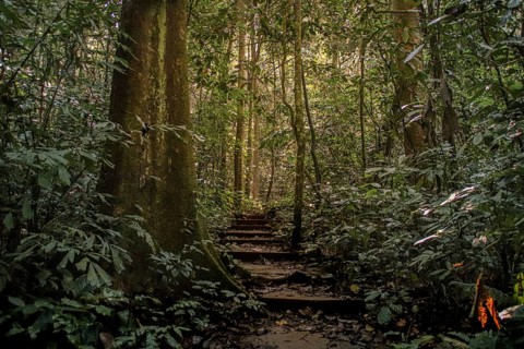 Hiking trail in Cuc Phuong National Park in Ninh Binh