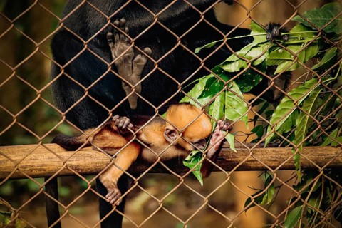 Black Crested Gibbon