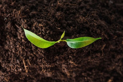 Overhead view seedling growing soil