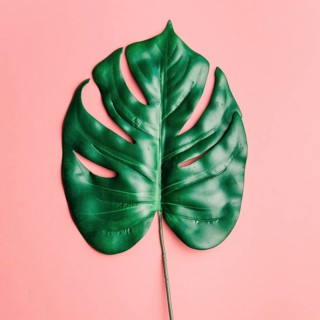 Big shiny leaf