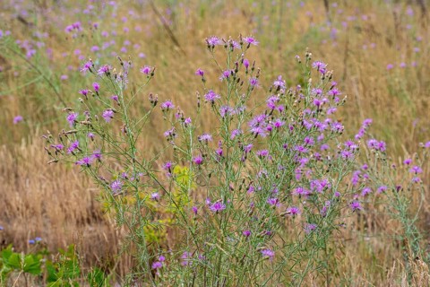 Spotted knapweed