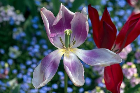 Flowering Tulip
