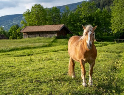 Haflinger horse