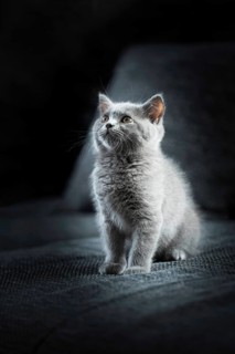 British Shorthair male