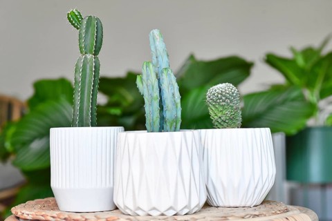 Different small cacti houseplants in flower pots on table in living room