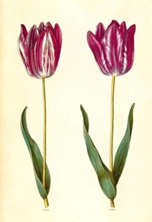 Garden tulip