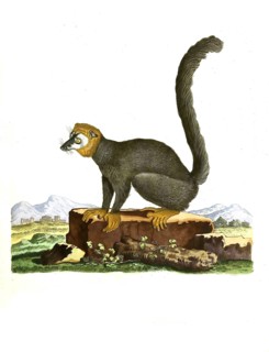 Mammals