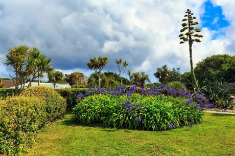 Blue lilies of the nile