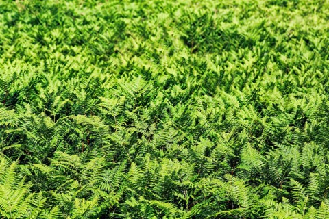 Dense growth of green ferns