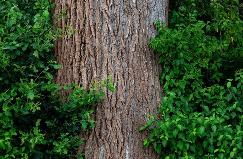 Tree trunk of an old lime tree