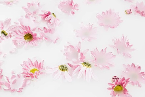 Close up beautiful pink flowers floating water