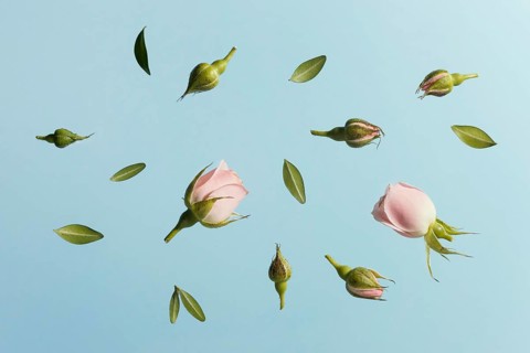 Flat lay pink spring roses