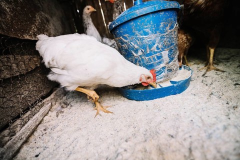 White hen feeding fodder coop