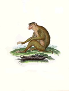 Mammals