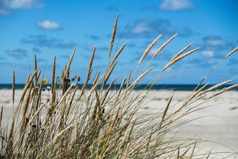 Beach grass in the dunes on the beach of the North Sea island of Terschelling