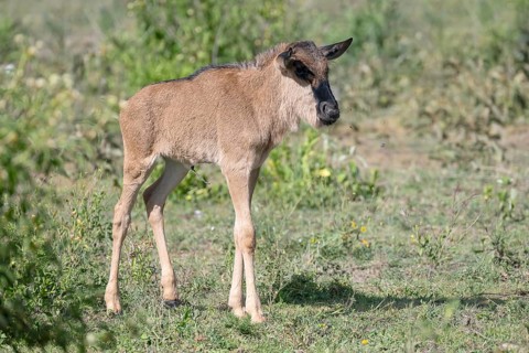 Wildebeest