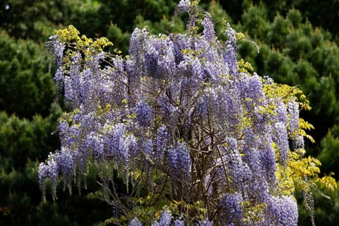Japanese blue vine