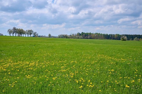 Meadow Landscape