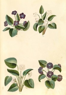 Scented violet