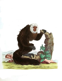 Mammals