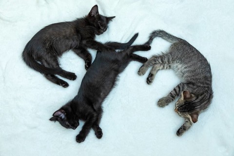 Three nine-week-old kittens sleeping