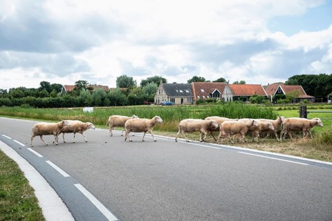 Sheep of a flock crossing a road on the North Sea island of Terschelling