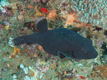 Guineafowl puffer
