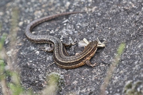 Viviparous lizard